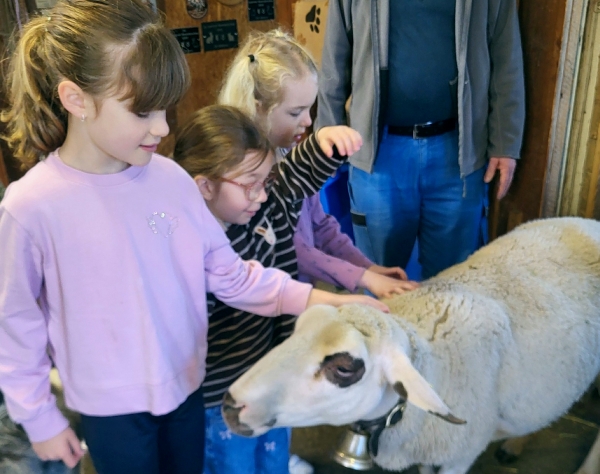 Besuch bei den Schafen